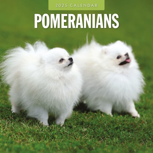 Pomeranians - 2025 Square Wall Calendar 16 month by Red Robin