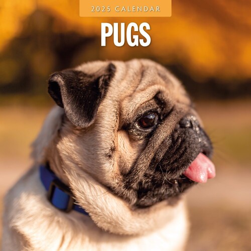 Pugs - 2025 Square Wall Calendar 16 month by Red Robin