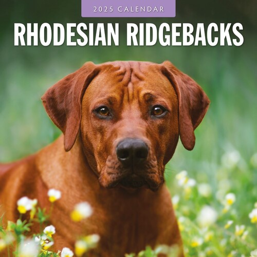 Rhodesian Ridgeback - 2025 Square Wall Calendar 16 month by Red Robin