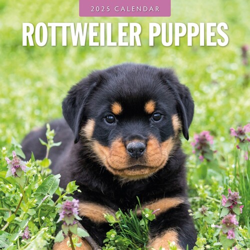 Rottweiler Puppies - 2025 Square Wall Calendar 16 month by Red Robin