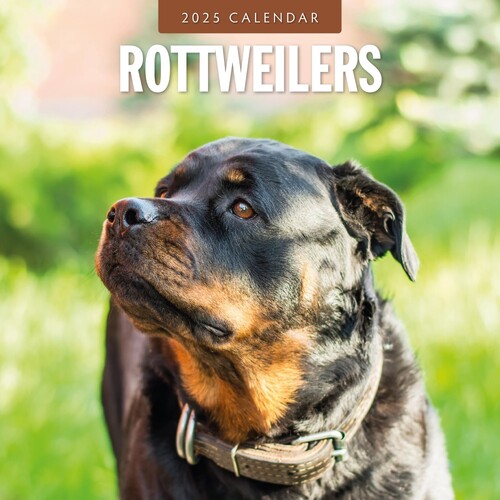 Rottweilers - 2025 Square Wall Calendar 16 month by Red Robin