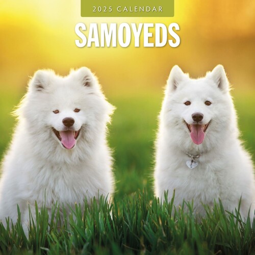 Samoyeds - 2025 Square Wall Calendar 16 month by Red Robin