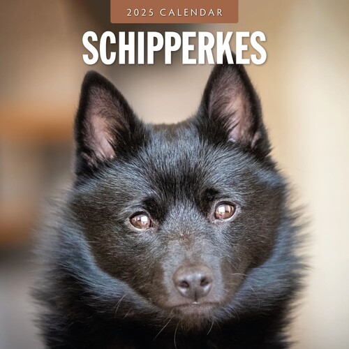 Schipperkes - 2025 Square Wall Calendar 16 month by Red Robin