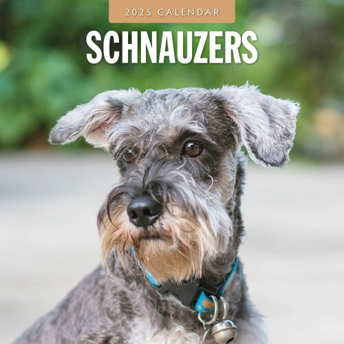 Schnauzer - 2025 Square Wall Calendar 16 month by Red Robin