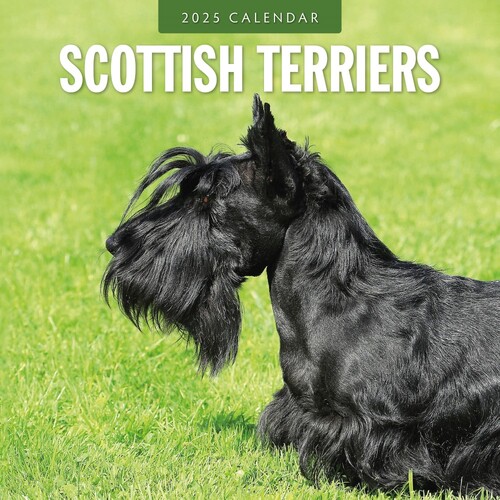 Scottish Terriers - 2025 Square Wall Calendar 16 month by Red Robin