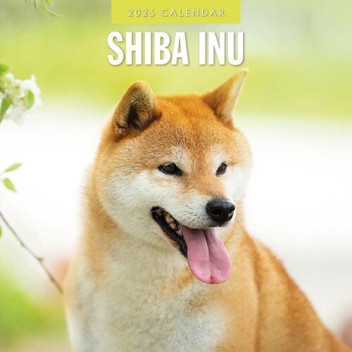 Shiba Inu - 2025 Square Wall Calendar 16 month by Red Robin