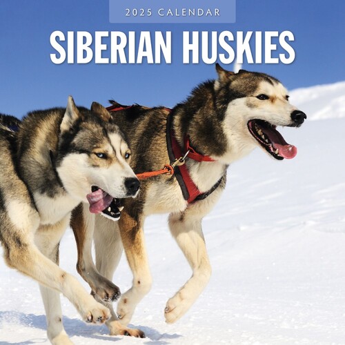 Siberian Huskies - 2025 Square Wall Calendar 16 month by Red Robin