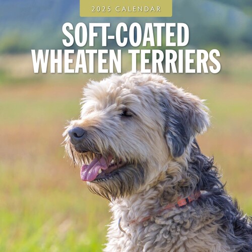 Soft-Coated Wheaten Terriers - 2025 Square Wall Calendar 16 month by Red Robin