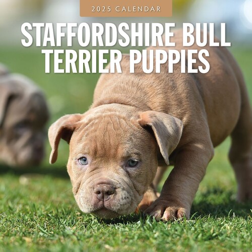 Staffordshire Bull Terrier Puppies - 2025 Square Wall Calendar 16 month by Red Robin