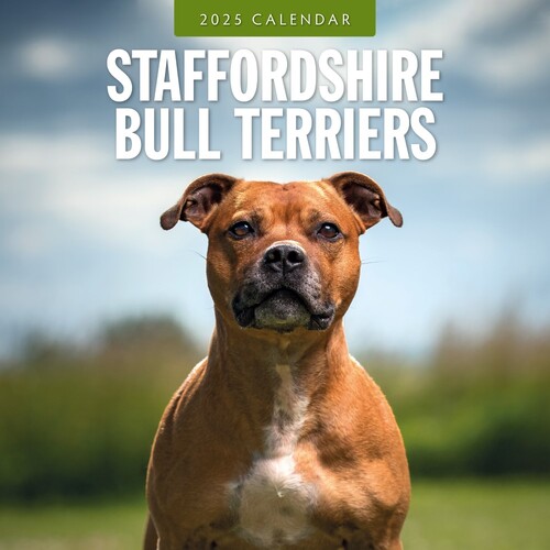 Staffordshire Bull Terriers - 2025 Square Wall Calendar 16 month by Red Robin