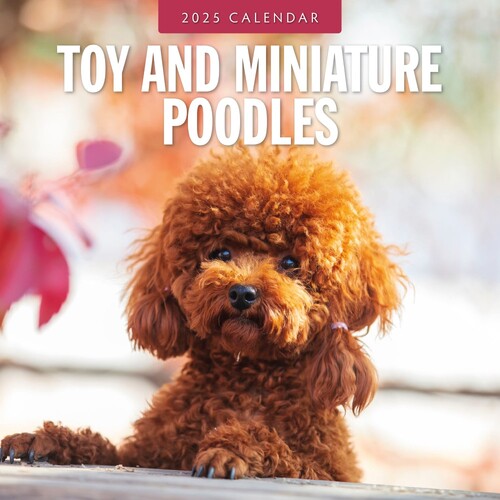 Toy and Miniature Poodles - 2025 Square Wall Calendar 16 month by Red Robin