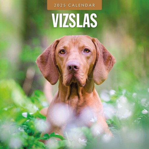 Vizslas - 2025 Square Wall Calendar 16 month by Red Robin