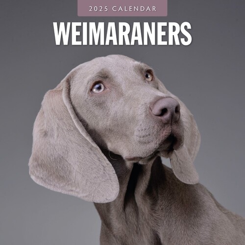 Weimaraners - 2025 Square Wall Calendar 16 month by Red Robin