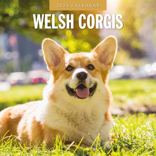 Welsh Corgis - 2025 Square Wall Calendar 16 month by Red Robin