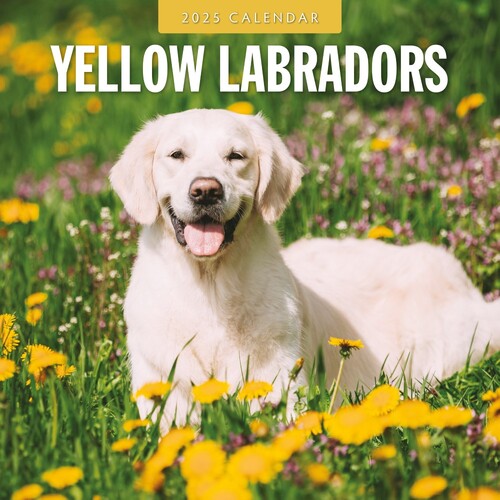 Yellow Labrador - 2025 Square Wall Calendar 16 month by Red Robin