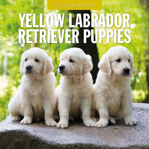 Yellow Labrador Retriever Puppies - 2025 Square Wall Calendar 16 month by Red Robin