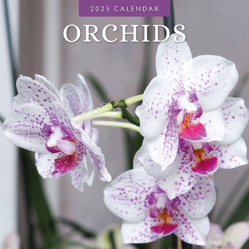 Orchids  - 2025 Square Wall Calendar 16 month by Red Robin