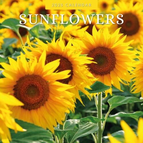 Sunflowers - 2025 Square Wall Calendar 16 month by Red Robin